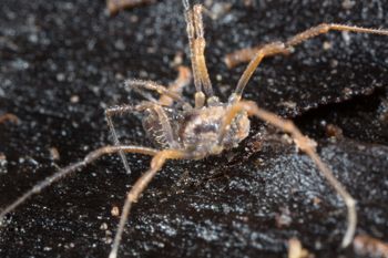Media type: image; Invertebrate Zoology 138097